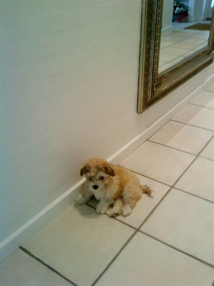 Bichon havanais Louis - slarpper lige lidt af billede 1