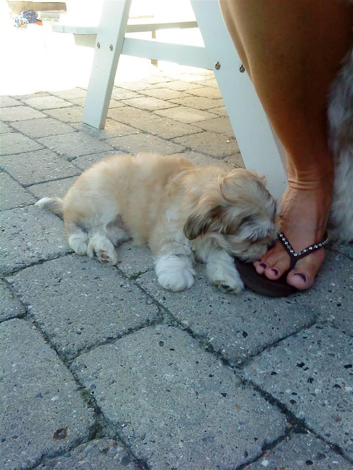 Bichon havanais Louis - det er rigtig sjovt at bide mor i tærne billede 2