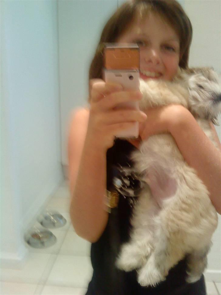 Bichon havanais Louis - jjjjjeeeeeeeegggg gider ikke at tage billeder lige nu amalie billede 3