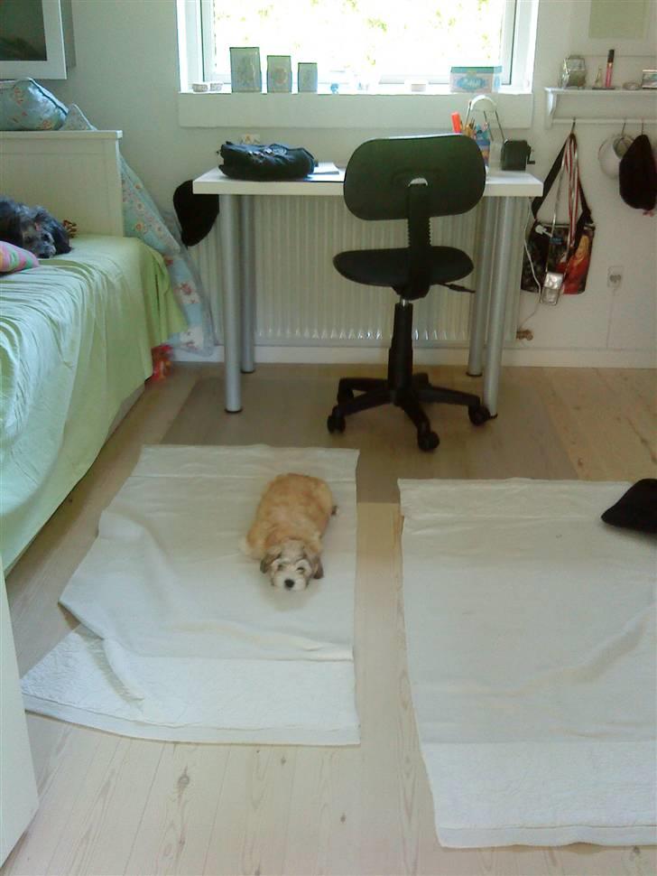 Bichon havanais Louis - sover næsten. det er dejlidt billede 4