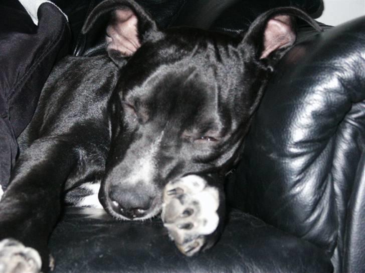 Amerikansk staffordshire terrier Zaza billede 1