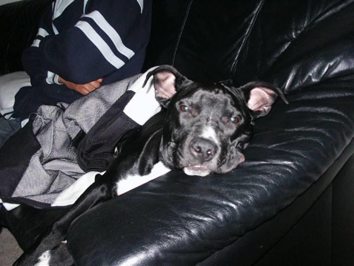 Amerikansk staffordshire terrier Zaza billede 2