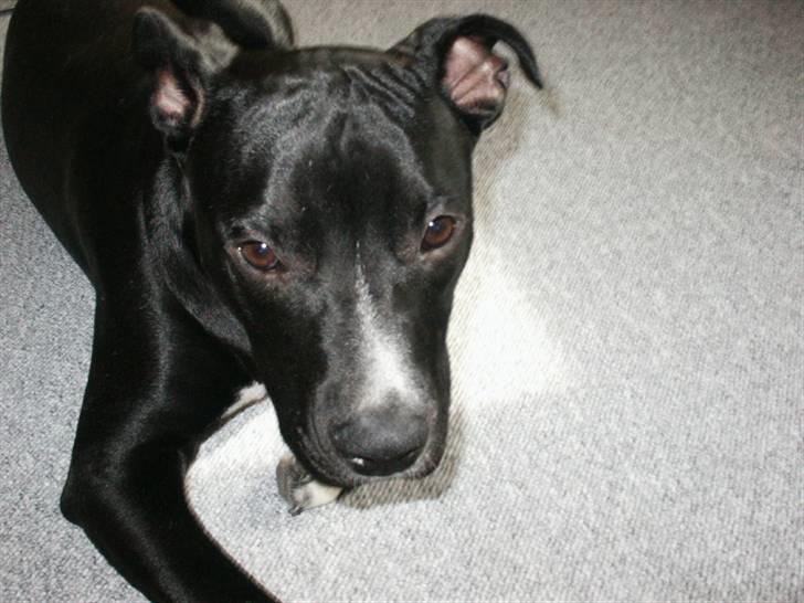 Amerikansk staffordshire terrier Zaza billede 3