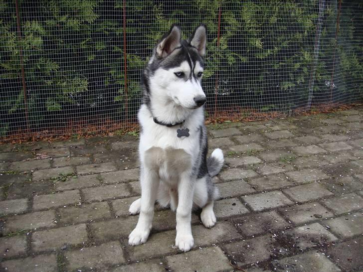 Siberian husky Marquis billede 5