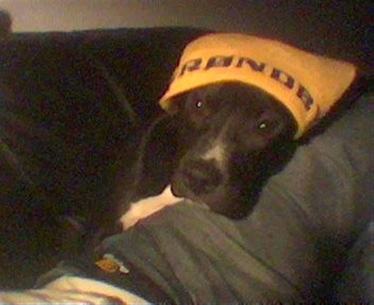 Amerikansk staffordshire terrier Zaza - Zaza & Brøndby, det var sku tider!! billede 4