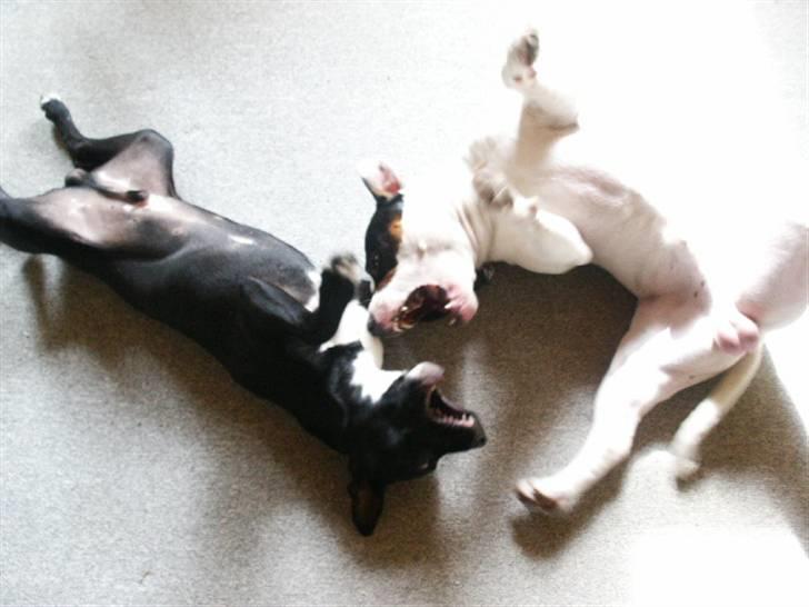 Amerikansk staffordshire terrier Zaza billede 5