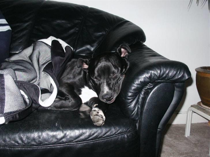 Amerikansk staffordshire terrier Zaza billede 6