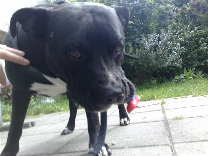 Amerikansk staffordshire terrier Zaza billede 7