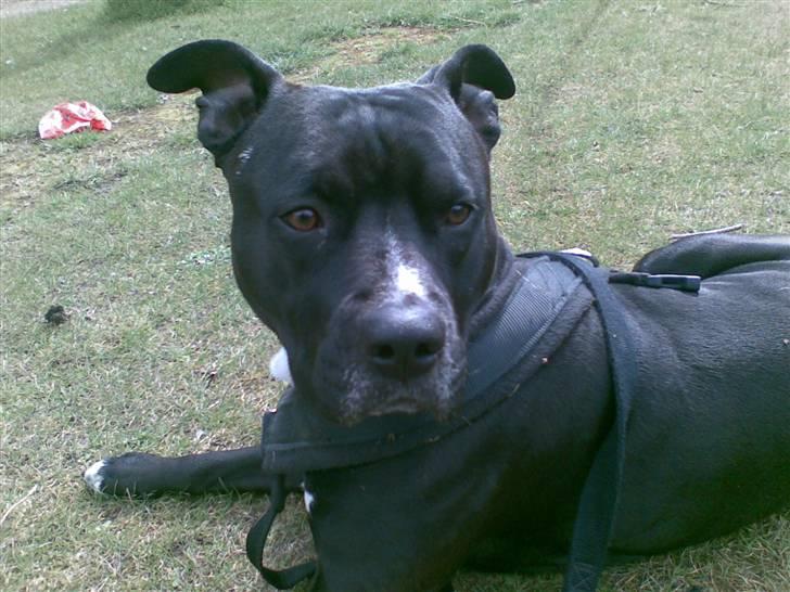 Amerikansk staffordshire terrier Zaza billede 8