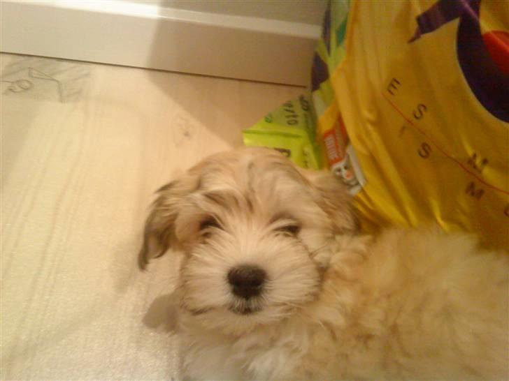 Bichon havanais Louis - er jeg ikke sød billede 5