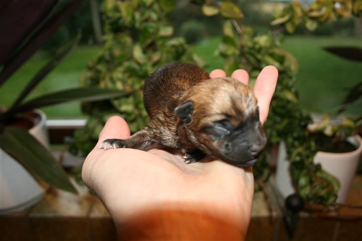 Cairn terrier Cairn-Bechgaard`s Freja  - Her er Lille nyfødte Balder (Balder betyder: Den tapre og er søn af Odin og Frigg). Balder vejede 132 gram, da han blev født. billede 11