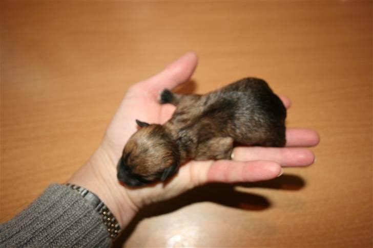 Cairn terrier Cairn-Bechgaard`s Freja  - Her er lille Sif (Sif betyder søsken/søster og var Thors kone. Sif vejede 146 gram ved fødslen. billede 12