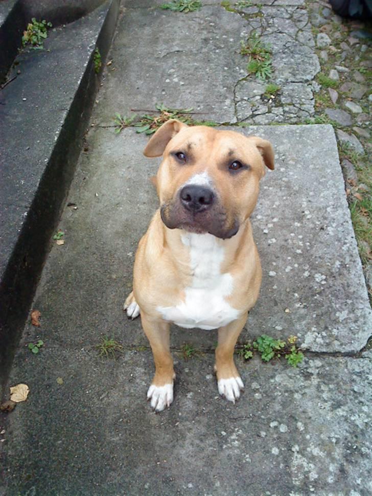 Amerikansk staffordshire terrier Tayson billede 15