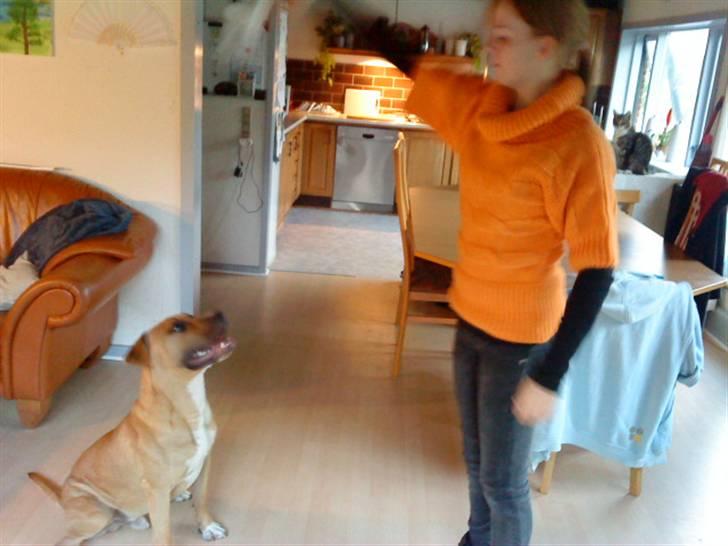 Amerikansk staffordshire terrier Tayson billede 16