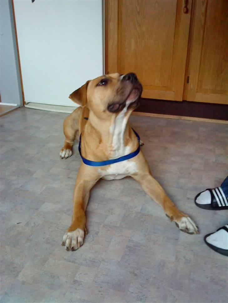 Amerikansk staffordshire terrier Tayson billede 17