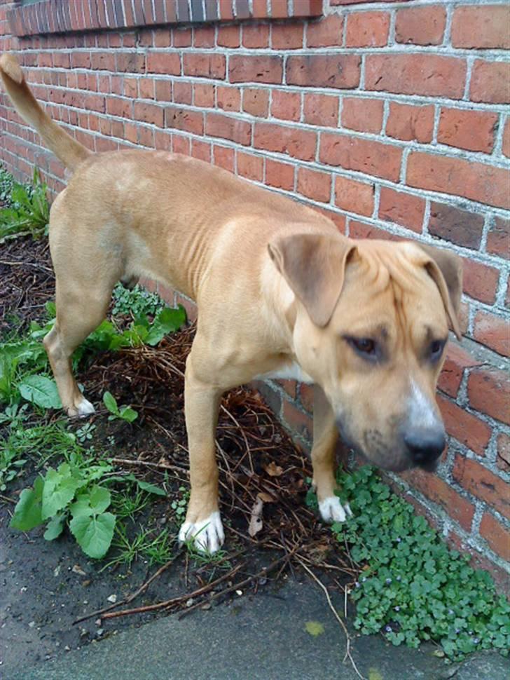 Amerikansk staffordshire terrier Tayson billede 18