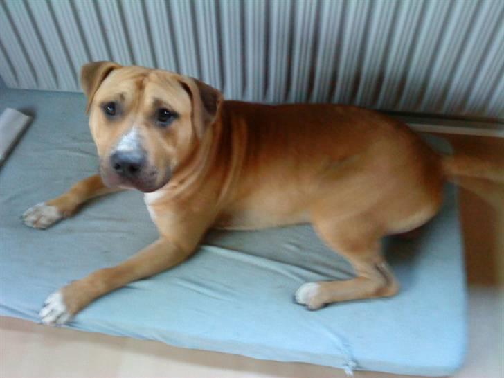 Amerikansk staffordshire terrier Tayson billede 19