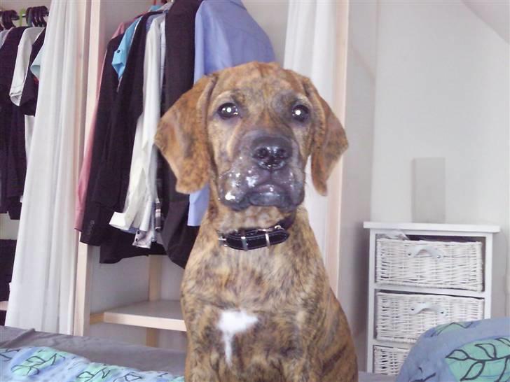 Blanding af racer Bella - Bortadopteret - NAEEJ , Det var ikke mig der nappede den sidste flødebolle! billede 4