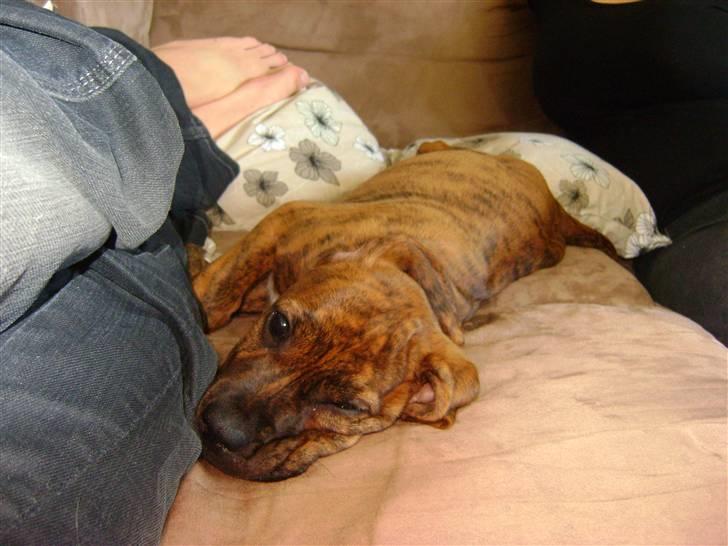 Blanding af racer Bella - Bortadopteret billede 5