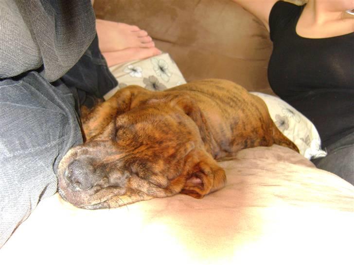 Blanding af racer Bella - Bortadopteret billede 6