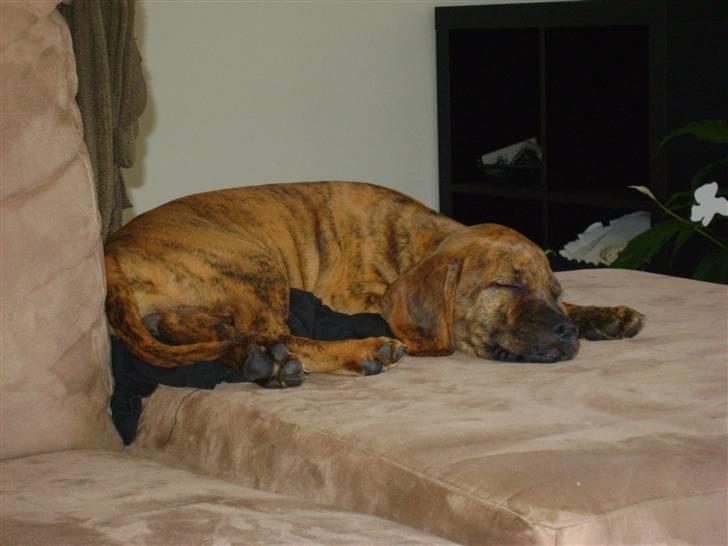 Blanding af racer Bella - Bortadopteret billede 7