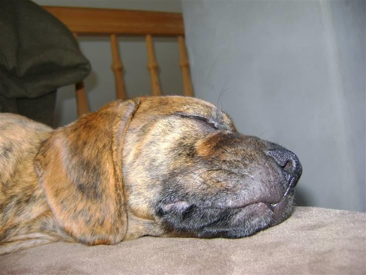 Blanding af racer Bella - Bortadopteret billede 8