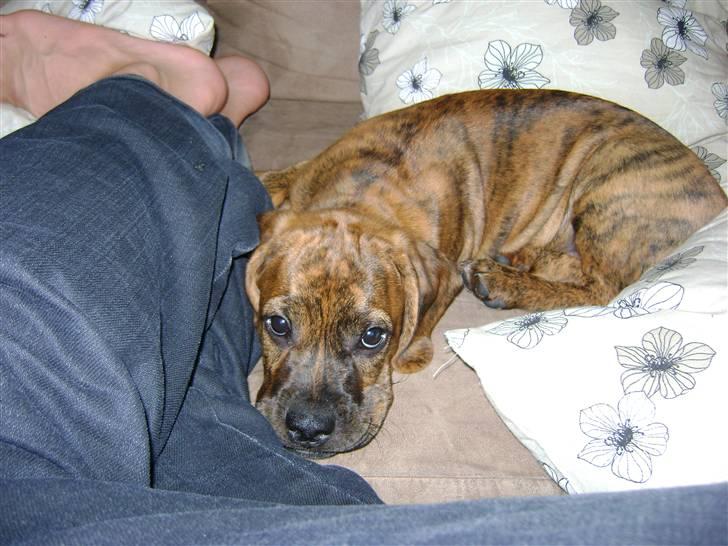 Blanding af racer Bella - Bortadopteret billede 9