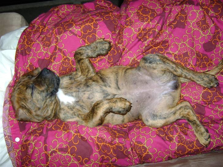 Blanding af racer Bella - Bortadopteret billede 10