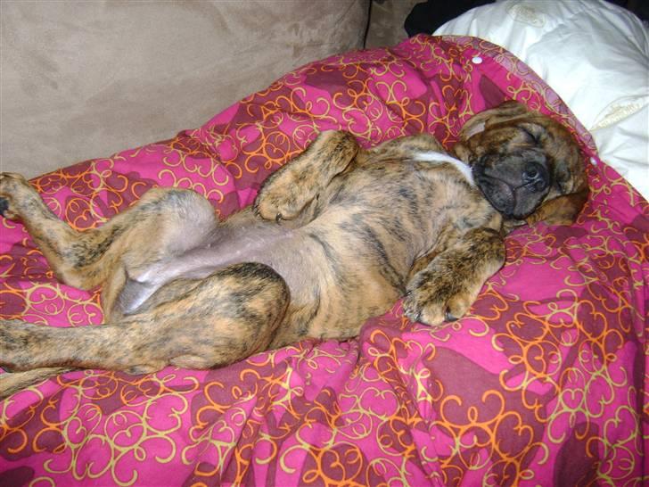 Blanding af racer Bella - Bortadopteret billede 11