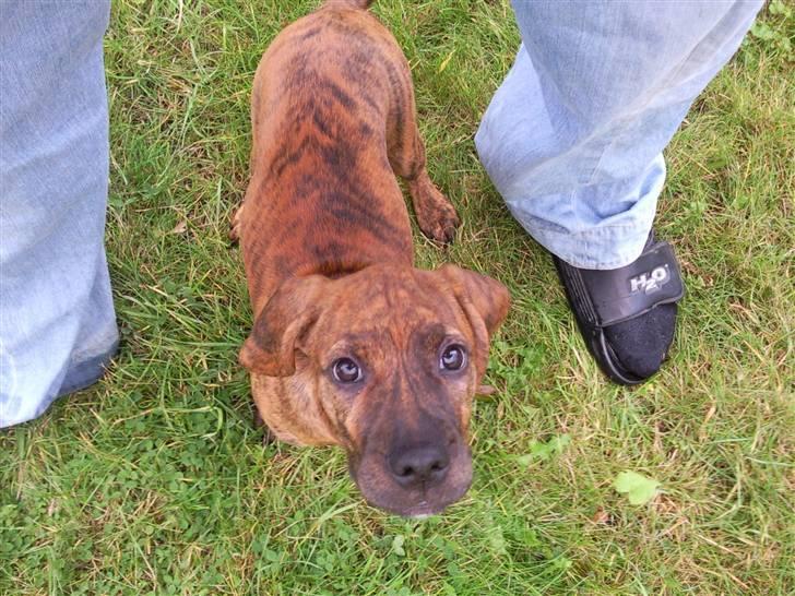 Blanding af racer Bella - Bortadopteret billede 12