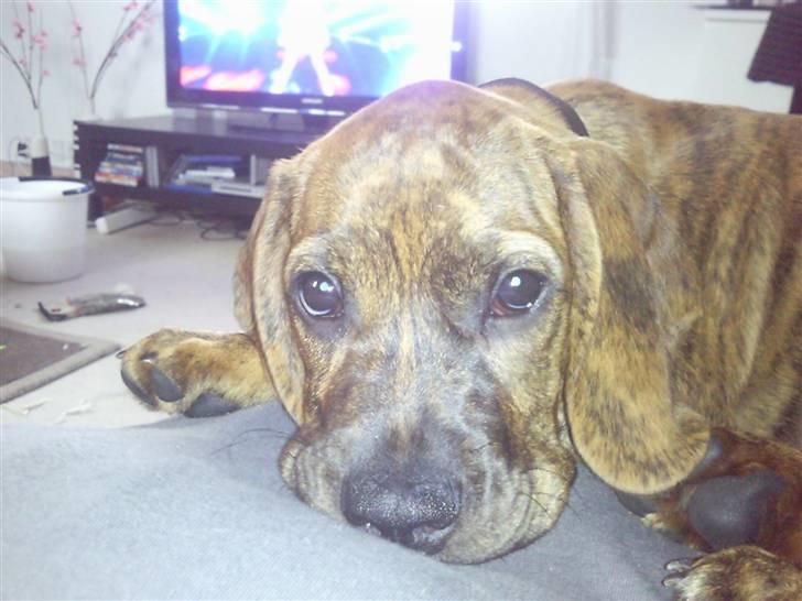 Blanding af racer Bella - Bortadopteret billede 13