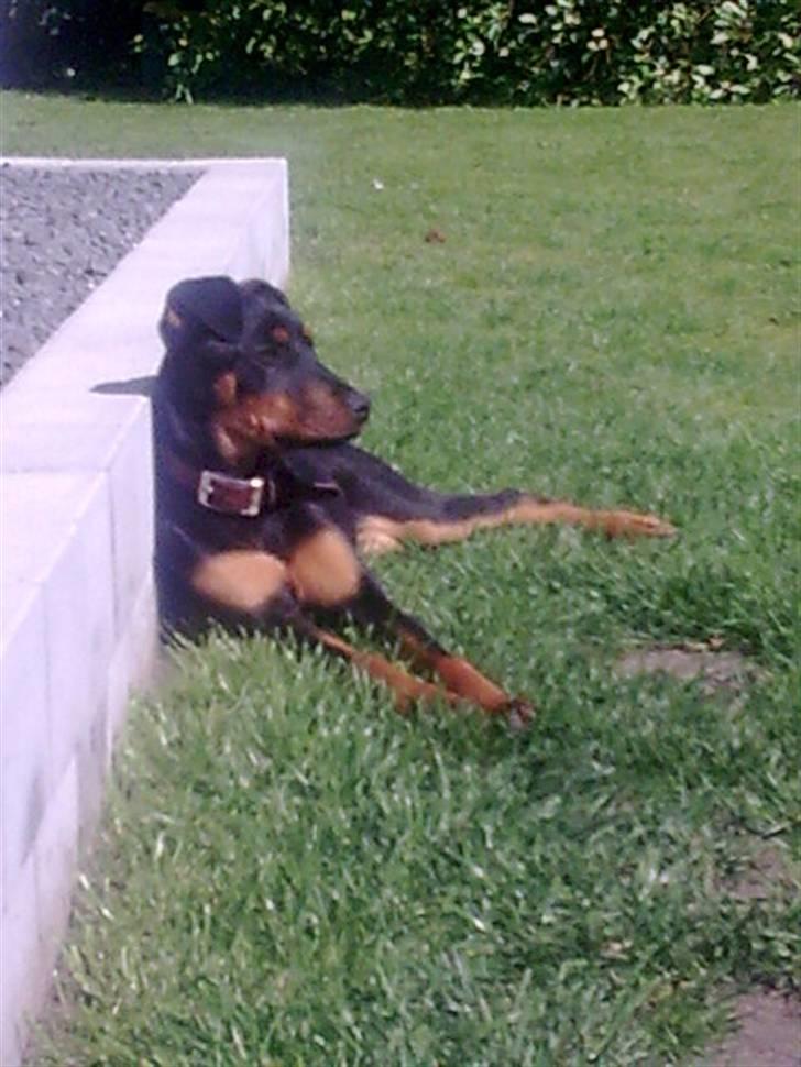 Blanding af racer NIKKI billede 1