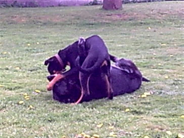 Blanding af racer NIKKI billede 3