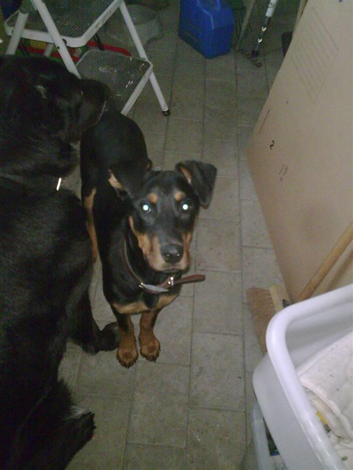 Blanding af racer NIKKI billede 4