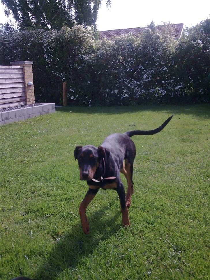 Blanding af racer NIKKI billede 5