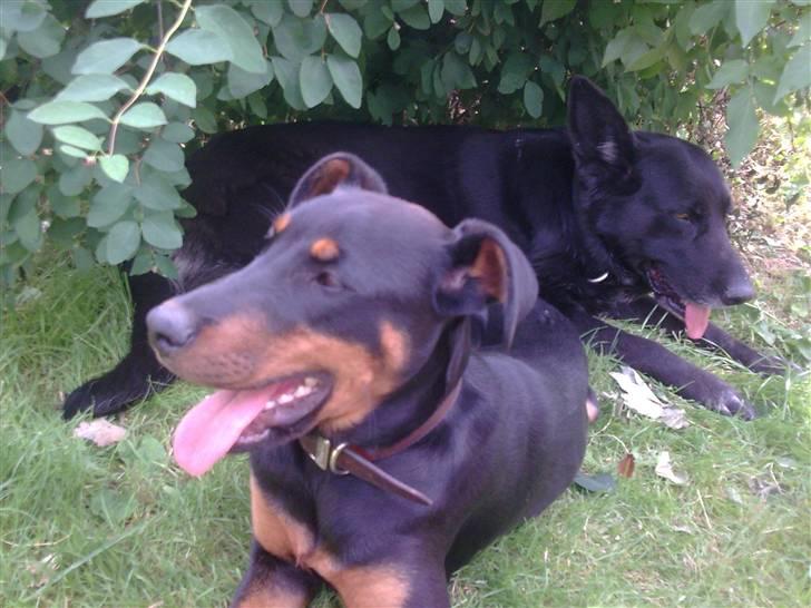 Blanding af racer NIKKI billede 6