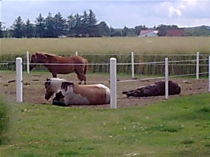 Blanding af racer NIKKI billede 7