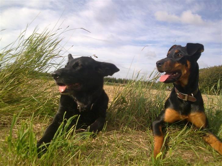 Blanding af racer NIKKI billede 9