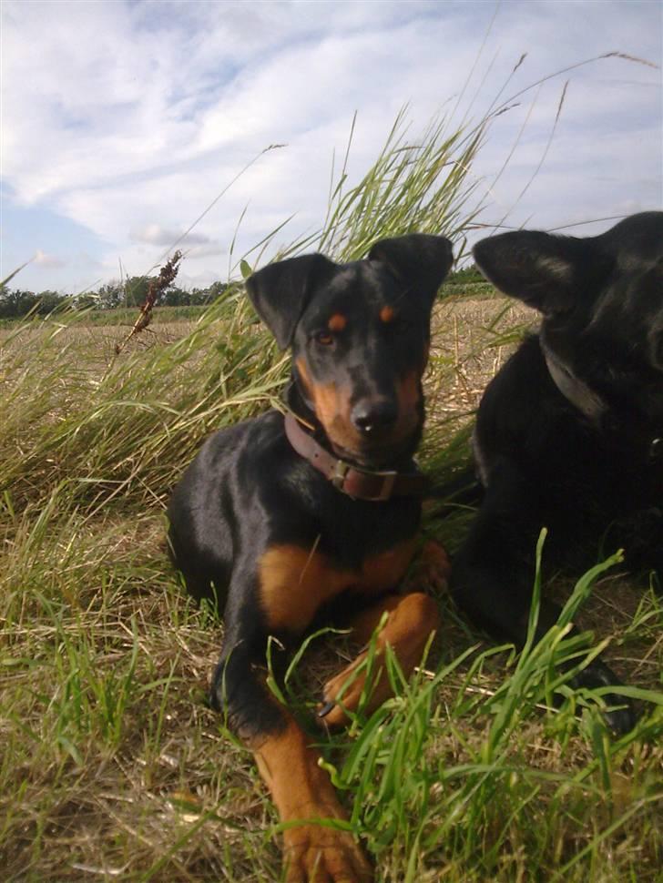 Blanding af racer NIKKI billede 10