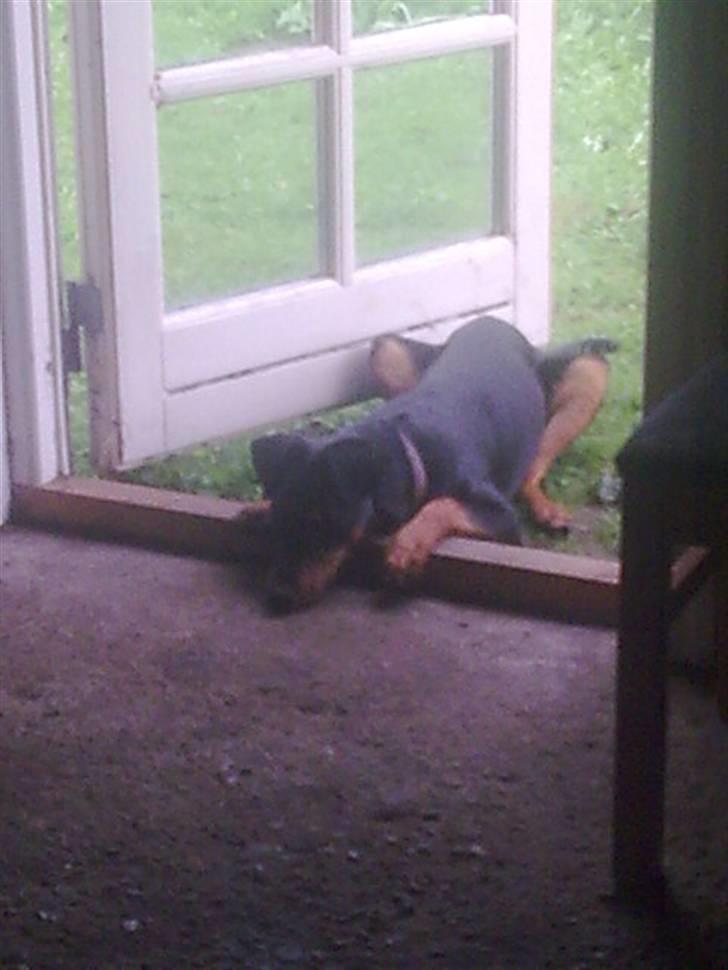 Blanding af racer NIKKI billede 11