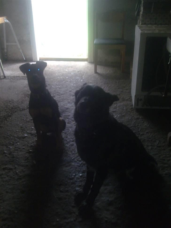 Blanding af racer NIKKI billede 12