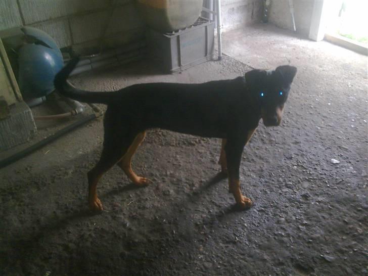 Blanding af racer NIKKI billede 13