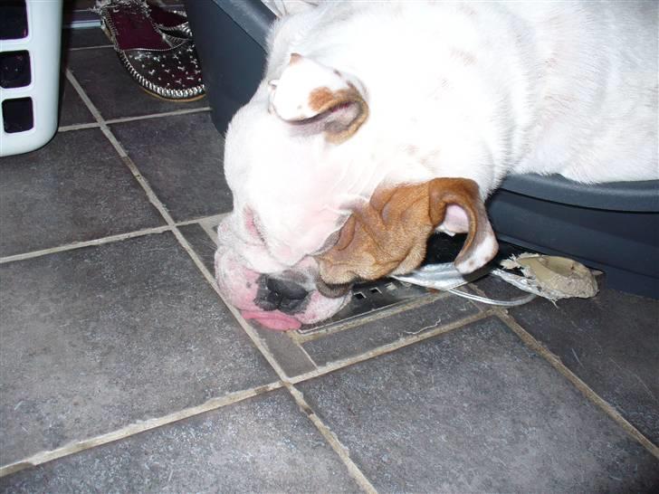 Engelsk bulldog Alma billede 7