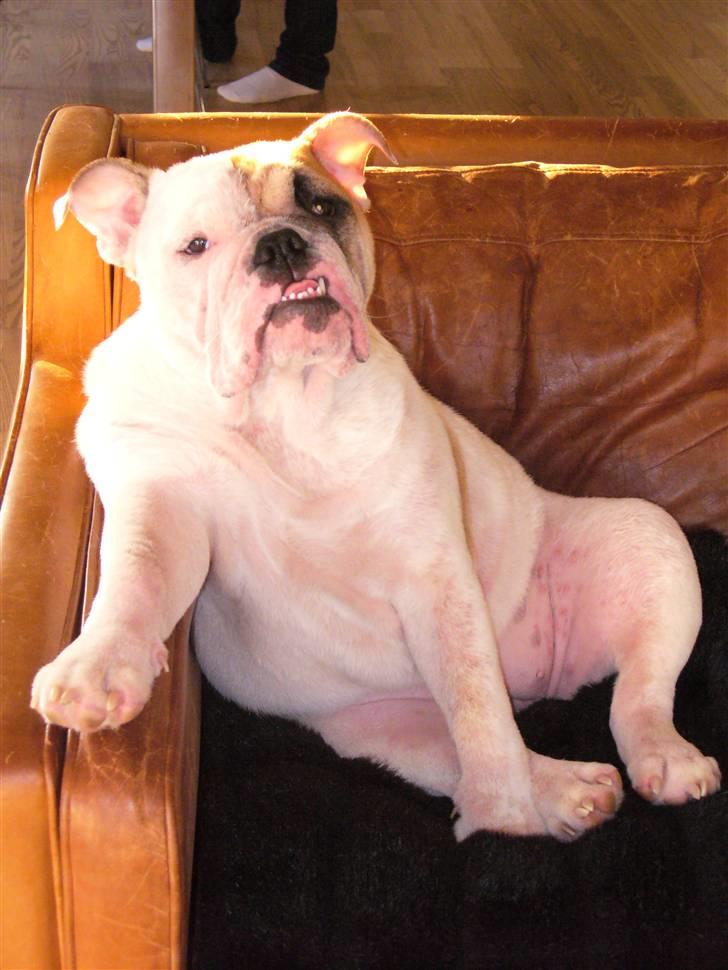 Engelsk bulldog Alma billede 8