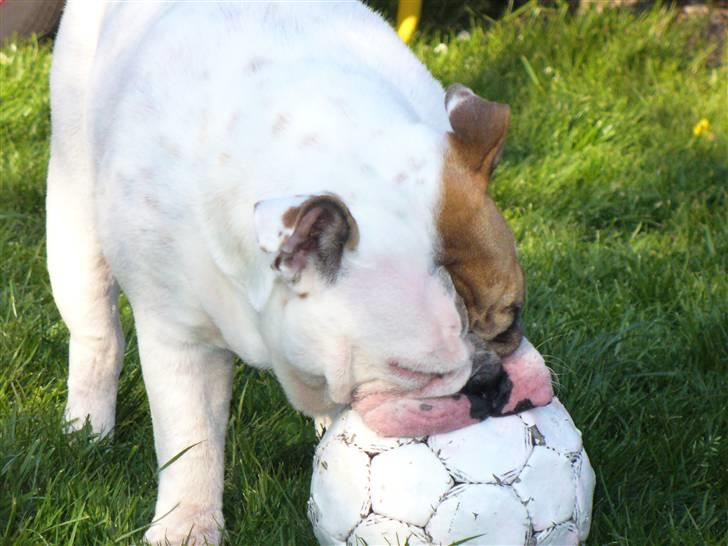 Engelsk bulldog Alma billede 9