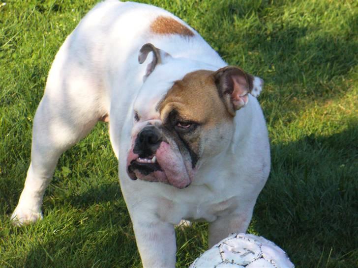 Engelsk bulldog Alma billede 10