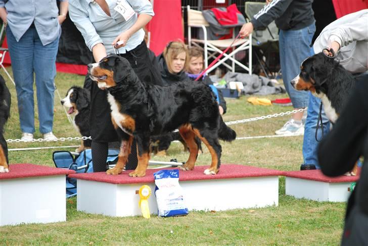 Berner sennenhund Harthins Kenya - Kenya blev 3 bedste tævehvalp på klubudstilling august 2009 billede 6