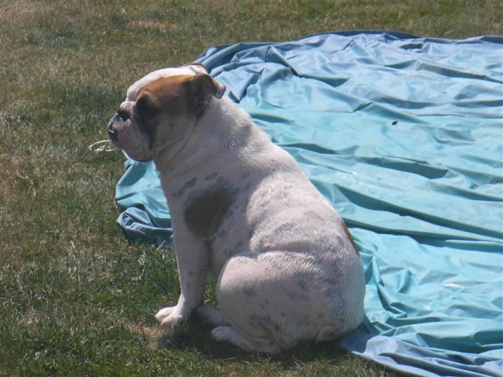 Engelsk bulldog Alma billede 11