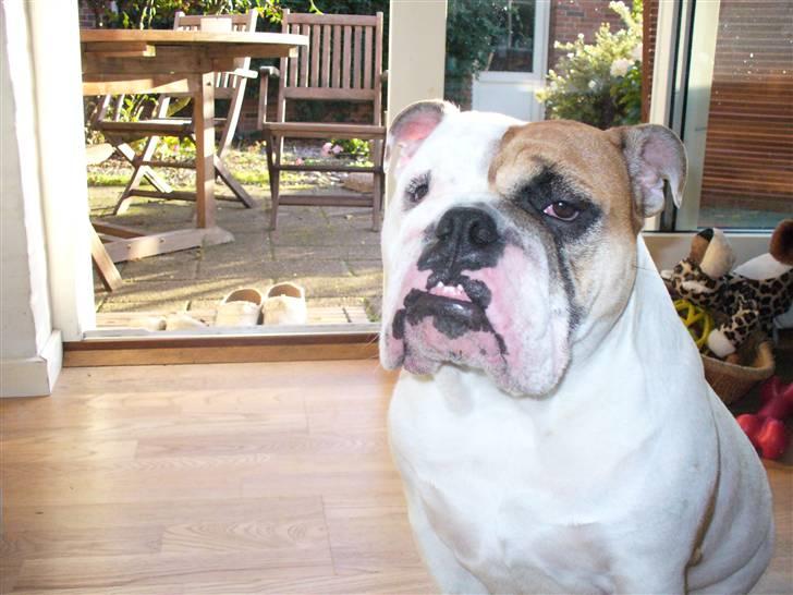 Engelsk bulldog Alma billede 12