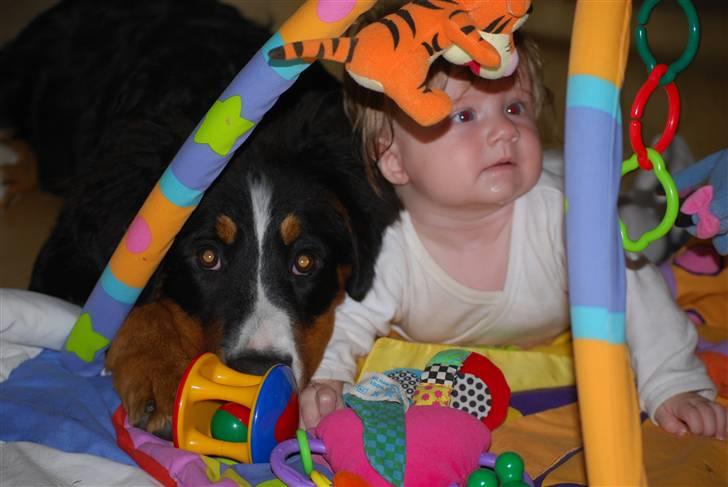 Berner sennenhund Harthins Kenya billede 7